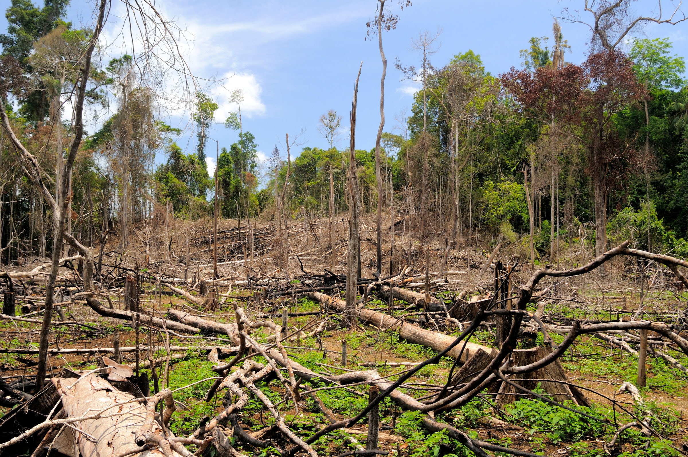 How Deforestation Affects the Environment in Urdu