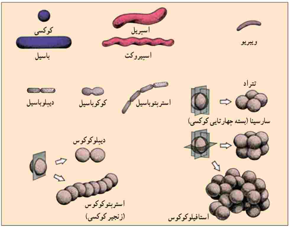How is Chloroplast Similar to a Bacterium in Urdu