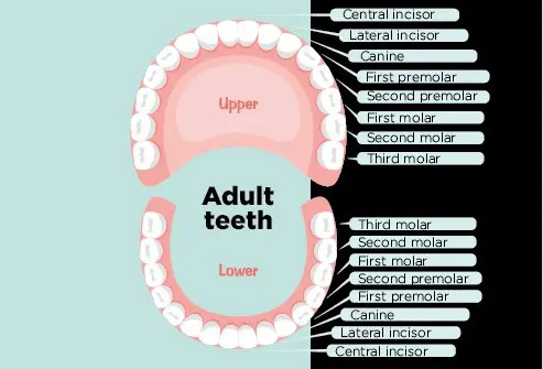 Teeth Types and How Many Teeth Do Humans Have