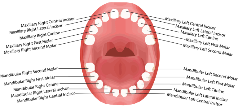 How Many Teeth Do Humans Have in Urdu