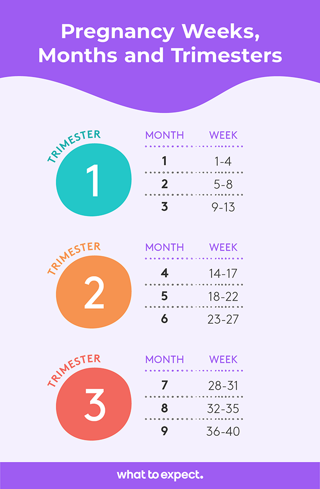 Pregnancy Weeks to Months  How Many Weeks Months and Trimesters in a 