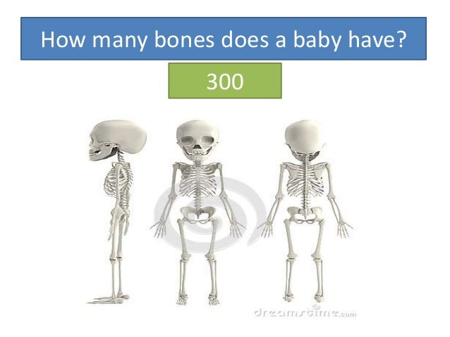 How Many Bones Does a Baby Have in Urdu