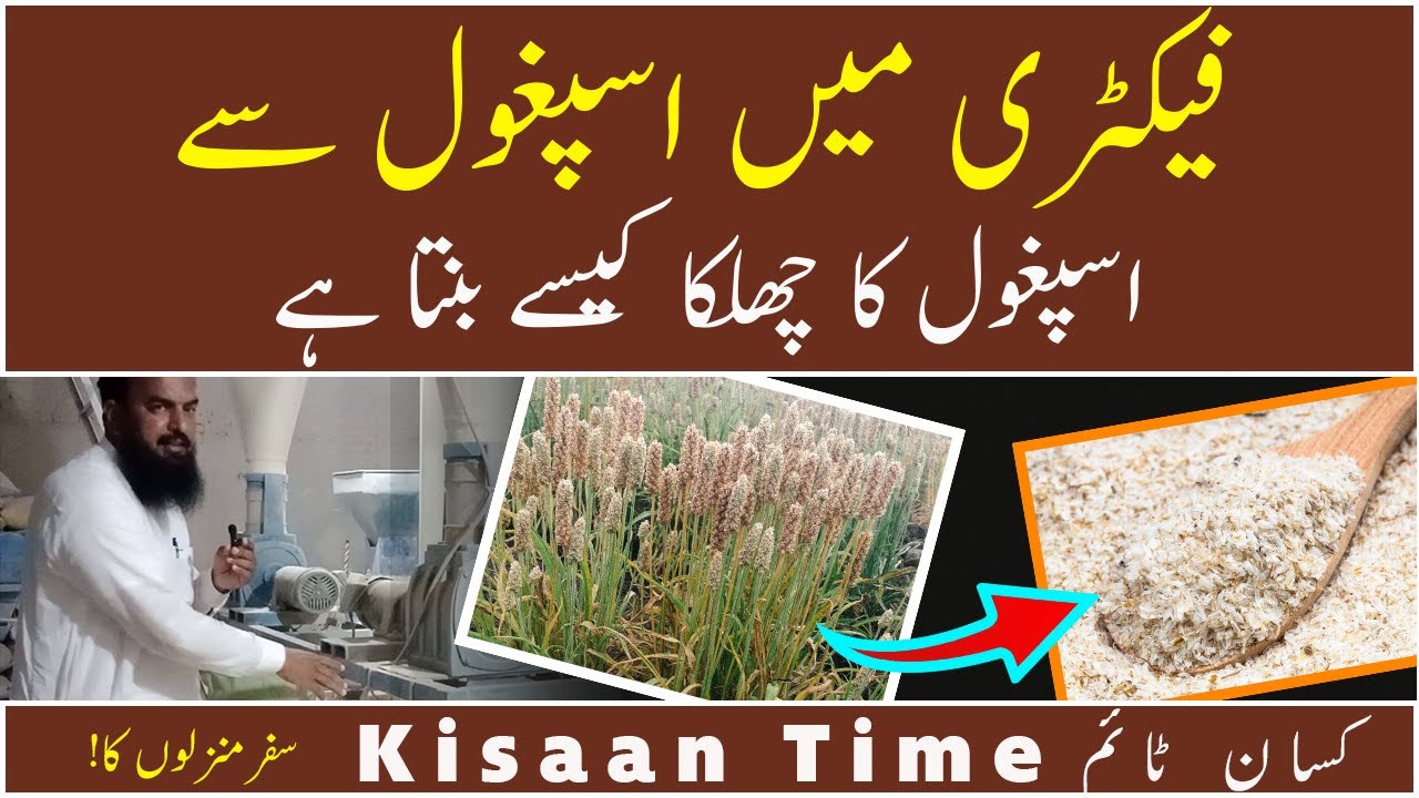 Processing of psyllium seed in mill      