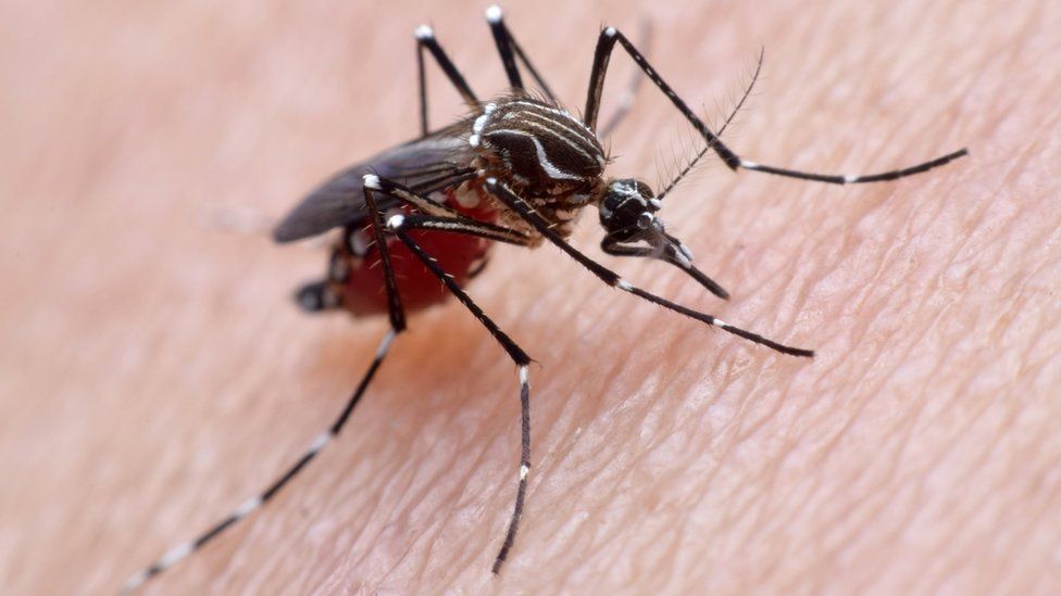 Bacterial allies make dengue fever cases dive BBC News