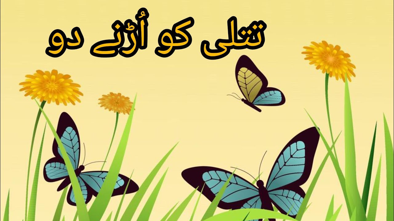 How Many Eyes Does a Butterfly Have in Urdu