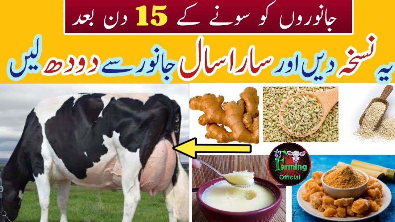 How To Increase Cow MilkDesi Milk Booster