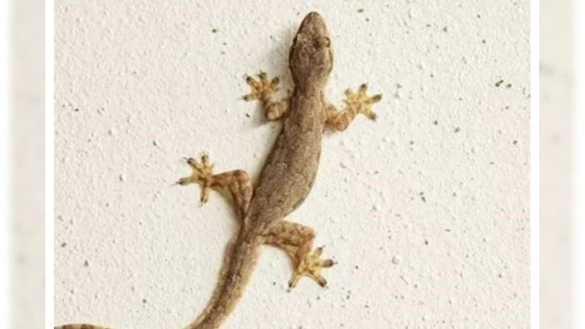 Remove Lizards From Home