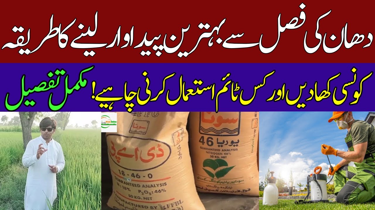 How to Take Ashwagandha Powder in Urdu