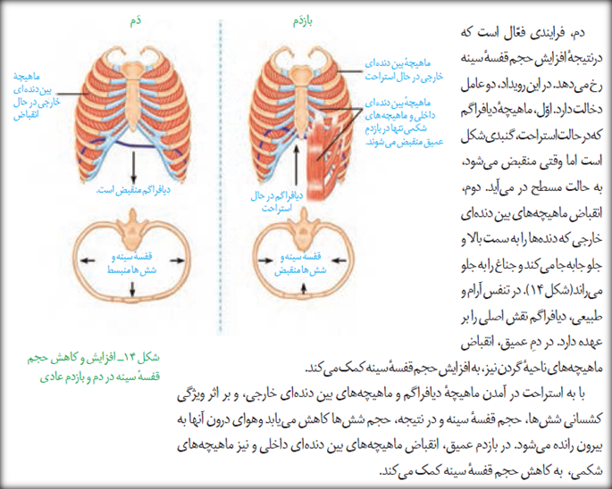 How Does Blood Circulate Through the Body in Urdu