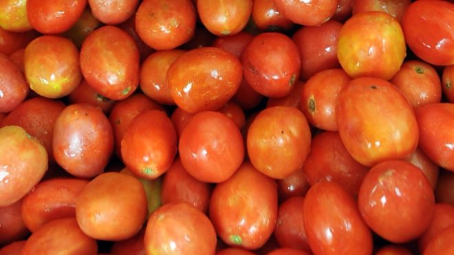 How to Grow Tomatoes in Urdu