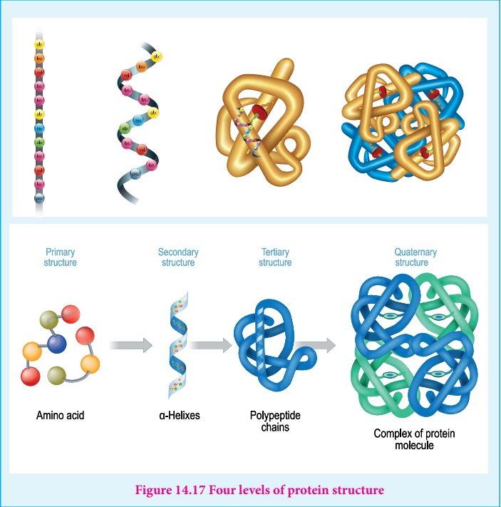 Levels Of Protein Structure From Amino Acids To Complex Of 54 OFF