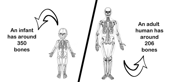 How Many Bones in Child in Urdu