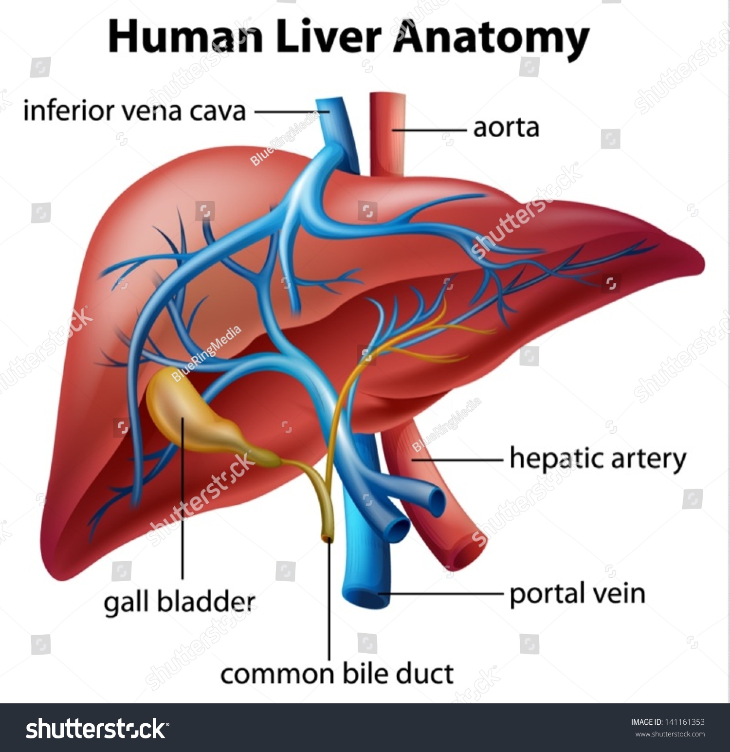 Illustration Of The Human Liver Anatomy  141161353  Shutterstock