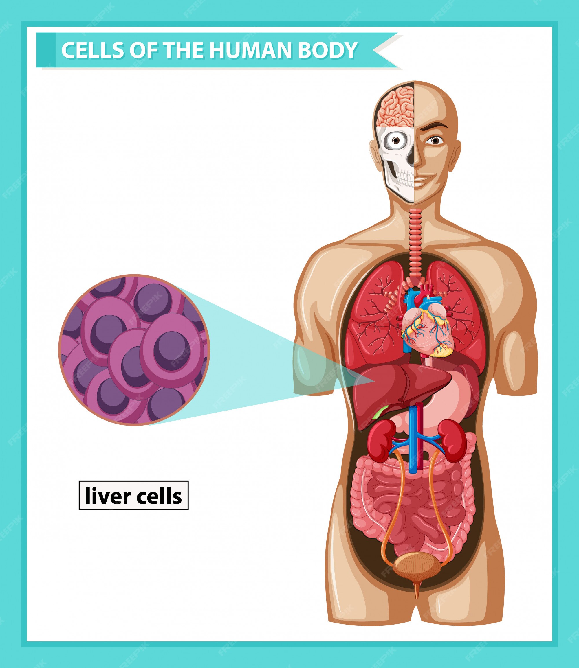 How Many Liver in Human Body in Urdu