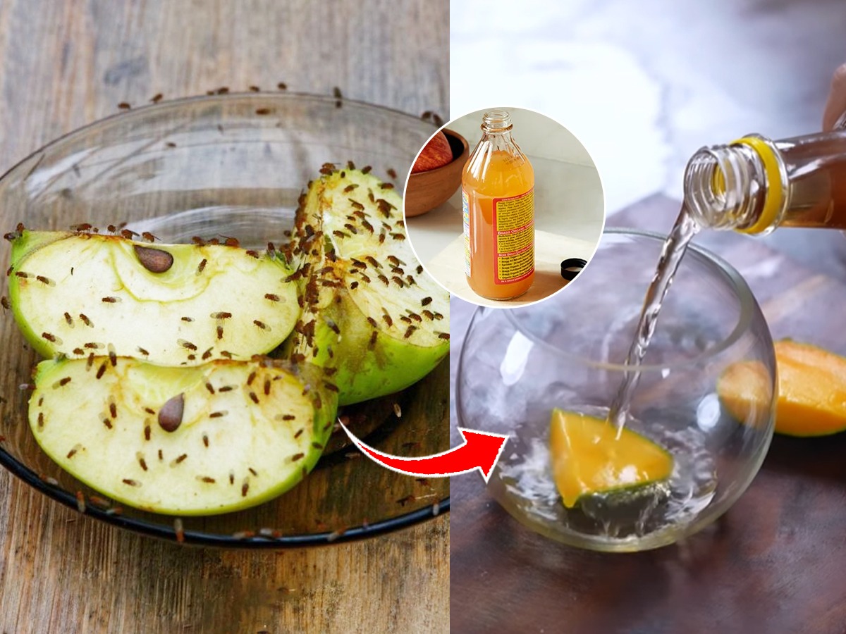 How to Get Rid of Fruit Flies in Urdu
