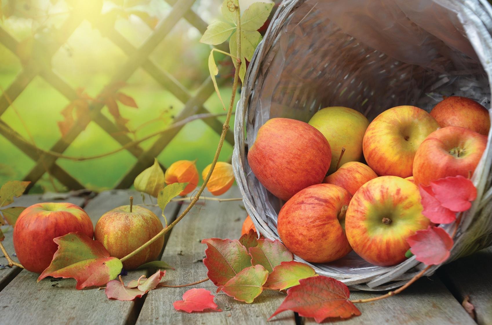 An Apple a Day