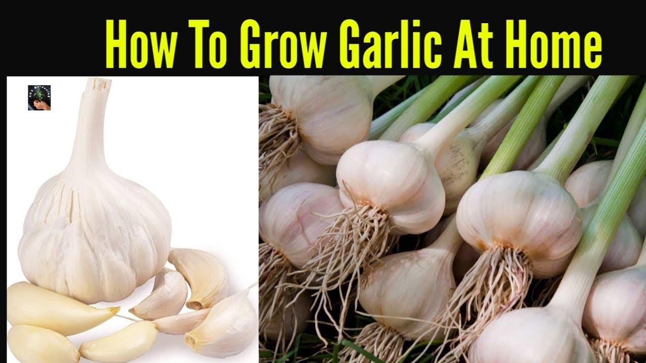 How To Grow Garlic At Home  How To Grow Onion In A Pot     