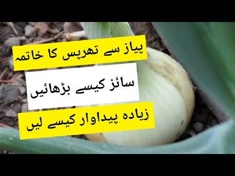 How to Grow Onions in Urdu