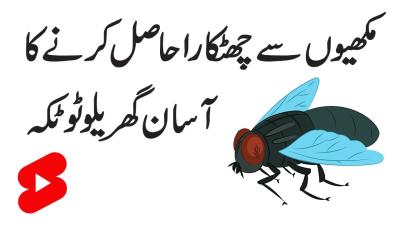How to Get Rid of Head Lice in Urdu