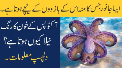 How Many Legs Does an Octopus Have in Urdu