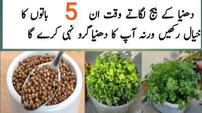 How to Plant Coriander Seeds at Home in Urdu