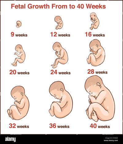 How Developed is a Fetus at 20 Weeks in Urdu