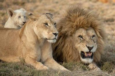 How Long Do Lions Live in Urdu