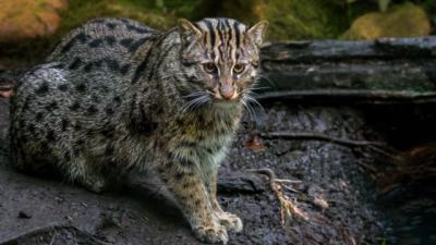 How Many Legs Does a Cat Have in Urdu
