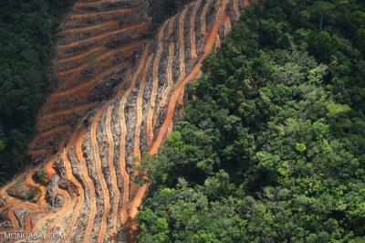 How Deforestation Affects the Environment in Urdu