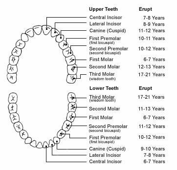 How Many Teeth Do Humans Have in Urdu