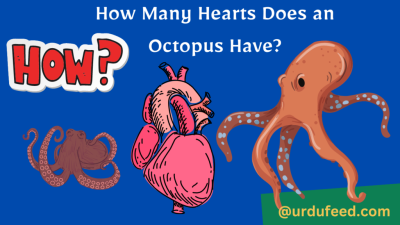 How Many Hearts and Brains Does an Octopus Have in Urdu