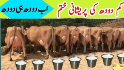 How to Increase Breast Milk in Urdu
