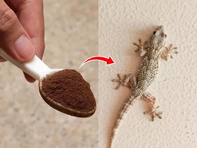 How to Get Rid of Lizards at Home in Urdu
