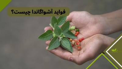 How to Take Ashwagandha Powder in Urdu