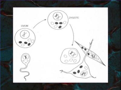 How Does a Zygote Differ from an Ovum in Urdu