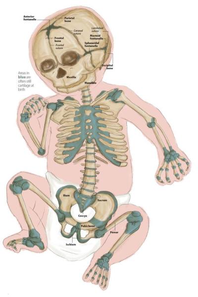 How Many Bones in Child in Urdu