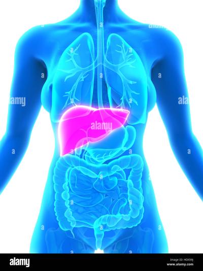How Many Liver in Human Body in Urdu