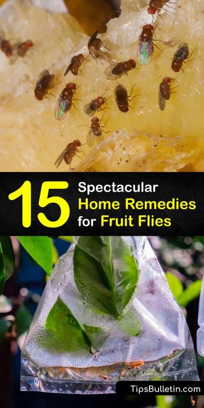 How to Get Rid of Fruit Flies in Urdu